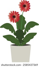 Gerbera species are tufted often with woolly crown, up to 80 cm high. Leaves are all in rosette and felted beneath. 