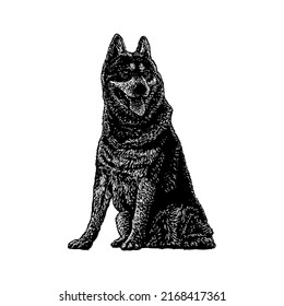 Gerberian Shepsky hand drawing vector illustration isolated on white background