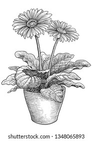 Gerber's flower illustration, drawing, engraving, ink, line art, vector