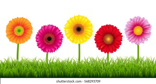 Gerbers And Grass Border, Vector Illustration