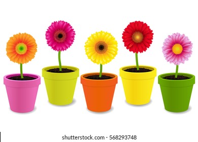 Gerbers In Pots With Gradient Mesh, Vector Illustration