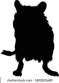 Gerbil (Gerbillinae) Silhouette Found In Africa,Asia And Middle East