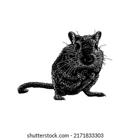 Gerbil hand drawing vector illustration isolated on white background