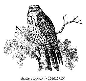 Gerfalcon is the most powerful of the Falcon tribe, vintage line drawing or engraving illustration.