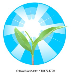 The germ of the corn on the background of the sun's rays. Vector illustration