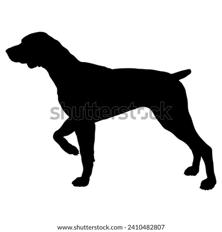 Germa Shorthaired Pointer Dog on the move. Dog in different poses. jumps runs. The dog is sitting. The dog is lying down playing