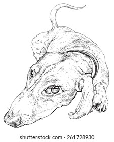 German badger-dog - isolated black and white vector illustration, drawing