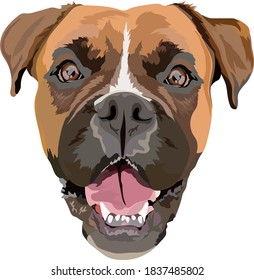 German boxer vector illustration. Portrait