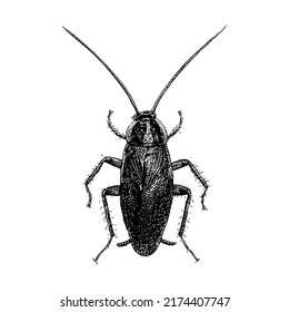 German Cockroach hand drawing vector illustration isolated on white background