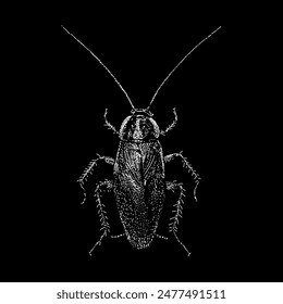 Vector de dibujo a mano de cucaracha alemana aislado sobre fondo negro.