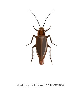German cockroach. Vector illustration isolated on white background