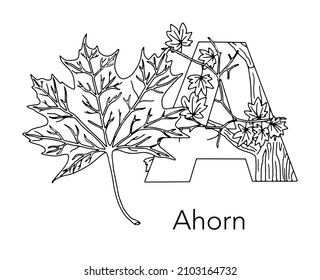 German or Deutsch Plant Floral Alphabet for the kids: letter A - Maple. Vector letter and character.
Cartoon colorless line art Illustration