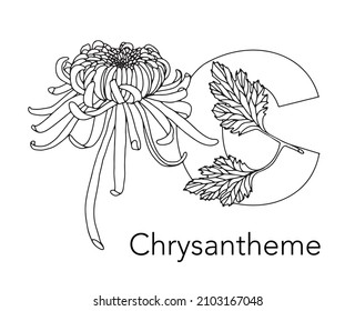 German or Deutsch Plant Floral Alphabet for the kids: letter C - Chrysanthemum. Vector letter and character.
Cartoon colorless line art Illustration