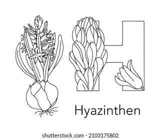 German or Deutsch Plant Floral Alphabet for the kids: letter H - Hyacinth. Vector letter and character.
Cartoon colorless line art Illustration