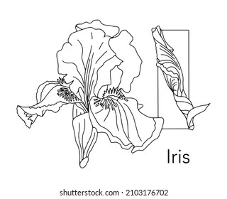 German or Deutsch Plant Floral Alphabet for the kids: letter I - Iris. Vector letter and character.
Cartoon colorless line art Illustration