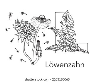 German or Deutsch Plant Floral Alphabet for the kids: letter L - Dandelion. Vector letter and character.
Cartoon colorless line art Illustration