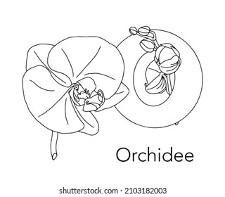 German or Deutsch Plant Floral Alphabet for the kids: letter O - Orchid. Vector letter and character.
Cartoon colorless line art Illustration