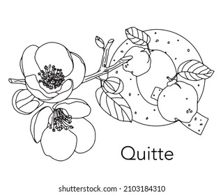 German or Deutsch Plant Floral Alphabet for the kids: letter Q - Quince. Vector letter and character.
Cartoon colorless line art Illustration