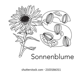 German or Deutsch Plant Floral Alphabet for the kids: letter S - Sunflower. Vector letter and character.
Cartoon colorless line art Illustration