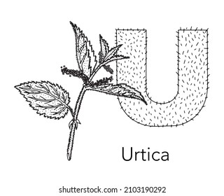 German or Deutsch Plant Floral Alphabet for the kids: letter U - Common nettle, burn nettle, shining nettle . Vector letter and character.
Cartoon colorless line art Illustration