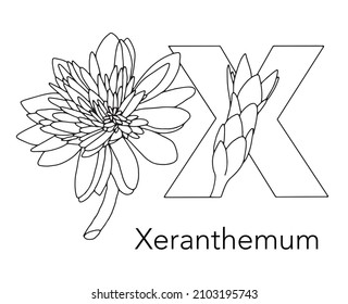 German or Deutsch Plant Floral Alphabet for the kids: letter X - Xeranthemum L. Vector letter and character.
Cartoon colorless line art Illustration