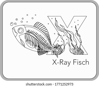 German or Deutsch Zoo Animals Alphabet for the kids: letter X - X-ray fish. Vector letter and character.
Cartoon colorless Illustration