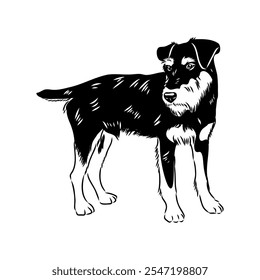 German Jagdterrier dog, vector sketch . Hand drawn ink realistic sketching isolated on white.