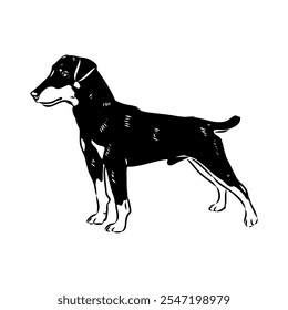 German Jagdterrier dog, vector sketch . Hand drawn ink realistic sketching isolated on white.