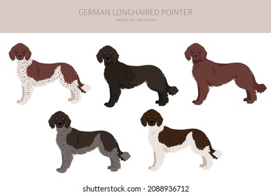 German longhaired pointer clipart. Different poses, coat colors set.  Vector illustration