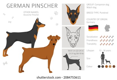 Deutscher Pinscher Clipart. Unterschiedliche Posen, Farben für die Fellfarbe.  Vektorgrafik