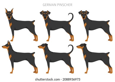 Deutscher Pinscher Clipart. Unterschiedliche Posen, Farben für die Fellfarbe.  Vektorgrafik