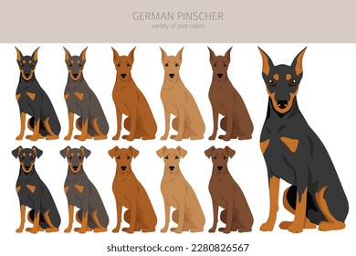 Deutscher Pinscher Clipart. Unterschiedliche Posen, Farben für die Fellfarbe.  Vektorgrafik