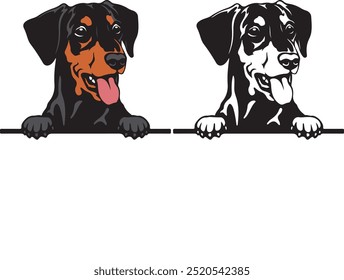 German pinscher Color Peeking Dogs vector, white background, vector illustration