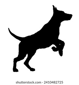 German Pinscher Dog on the move. Dog in different poses. jumps runs. The dog is sitting. The dog is lying down playing