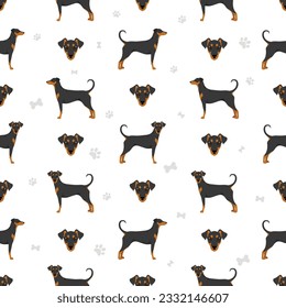 German pinscher seamless pattern. Different poses, coat colors set.  Vector illustration