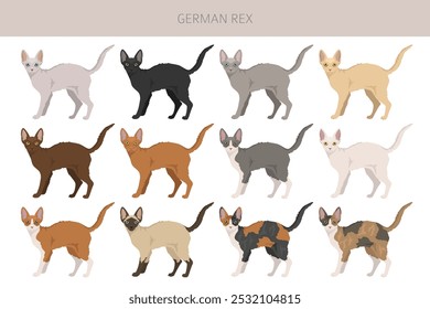 German Rex cat clipart. All cat breeds characteristics infographic. Vector illustration