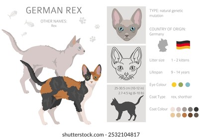 German Rex cat clipart. All cat breeds characteristics infographic. Vector illustration