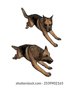 Plantilla de diseño de Vector aislado de ilustración de perro de pastor alemán 