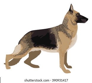 German Shepard dog breed, drawn, isolated on white, vector illustration