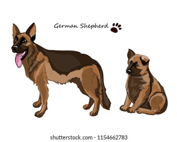 German Shepherd adult dog and sitting puppy. Colorful dogs illustration in vector.