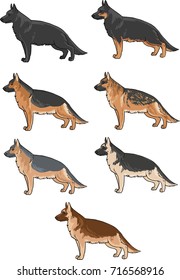 German Shepherd coat colors