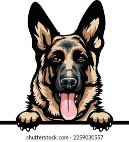 German Shepherd Color Peeking Dogs. Color image of a dogs head isolated on a white background. Dog portrait, Vector illustration