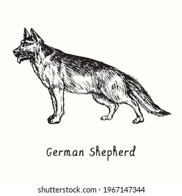 German Shepherd (Deutshe Schäferhund) standing side view. Ink black and white doodle drawing in woodcut style.