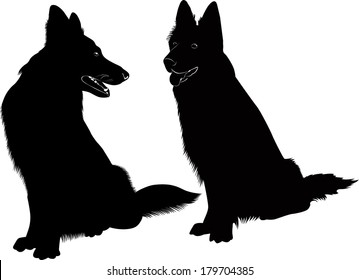 German Shepherd dog isolated on white background