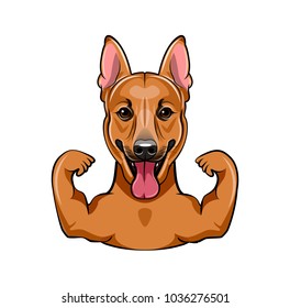 German Shepherd dog with muscules. Vector illustration isolated on white background.