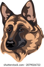 German shepherd, dog, portrait, purebred, breed, vector, graphics, image, lines, drawing, color, favorite, domestic, pet, look, eyes, domestic, friendship, animal, illustration, art