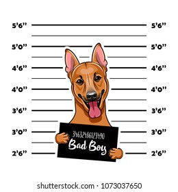 German Shepherd dog. Prisoner, convict. Dog criminal. Police placard, Police mugshot, lineup. Arrest photo Mugshot photo Vector illustration