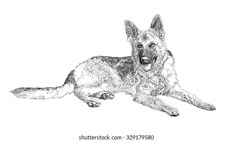 ドイツのシェパード犬 スケッチ描画ベクターイラスト のベクター画像素材 ロイヤリティフリー