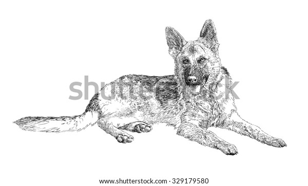 German Shepherd Dog Sketch Drawing Vector Stock Vector (Royalty Free ...