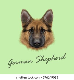 German Shepherd Dog. Vector Illustrated portrait of dog on green background.